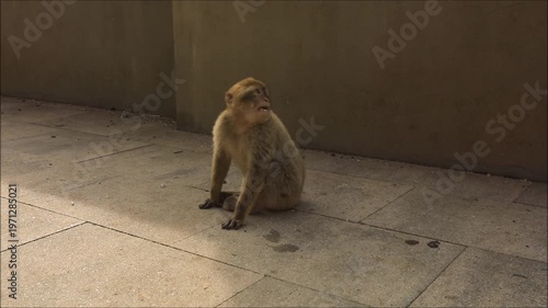 Barbary macaque monkey sitting on pavement with mouth open in surprise