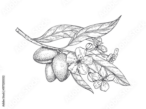 Flowering almond branch with fruits and leaves vector isolated illustration monochrome line art style. Hand drawn plants with blossoms, ripening nuts, foliage engraving. For organic food packaging