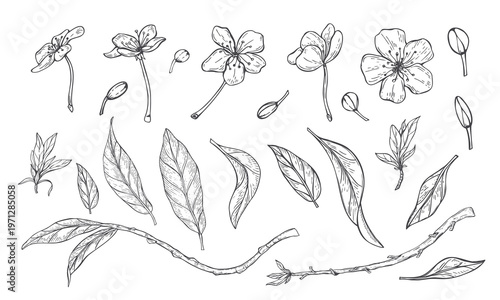 Branches, flowers, and leaves of fruit trees monochrome vector illustration. Set of cherry, plum, apricot, and pear single elements clip art. Floral spring etching collection for packaging design