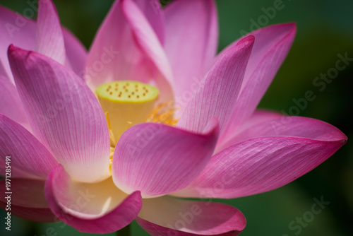 Lotus Flower from Guanyin District, Taoyuan, Taiwan.