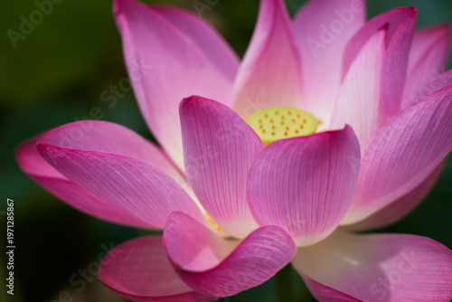 Lotus Flower from Guanyin District, Taoyuan, Taiwan.