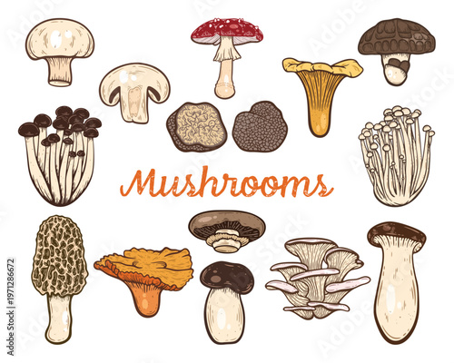 Mushrooms set, champignon, truffle, white button, cremini, morel, portobello, shiitake, fly agaric, porcini, king oyster, enoki, chanterelle various fungi, colourful, hand-drawn illustration, isolated