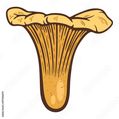 Chanterelle, funnel-shaped edible mushroom, colourful, hand-drawn illustration, line art contour, isolated