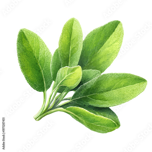 Sage Leaf watercolor vector illustration, high-quality artwork isolated on a pure white background.