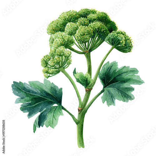 Stylized watercolor Angelica vector, modern artistic illustration with high-quality details on a pure white background.