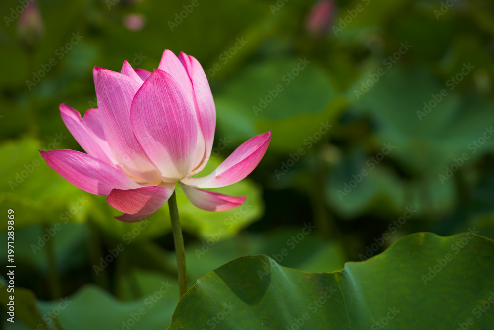 Fototapeta premium Lotus Flower from Guanyin District, Taoyuan, Taiwan.