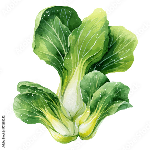 Pak Choi watercolor drawing vector, premium quality illustration on a clean white background.