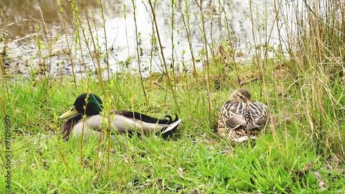 mallard duck couple resting in the marsh in Bourgoyen nature reserve, Ghent, Flanders, Belgium - Anas platyrhynchos