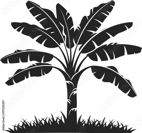 A lone banana tree standing tall with broad green leaves and a thick trunk isolated on white background, Vector, illustration