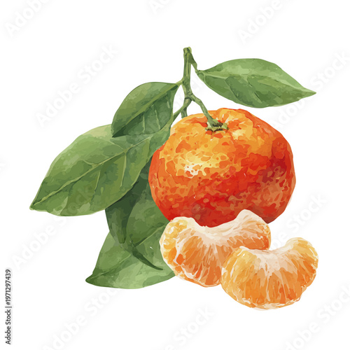 Watercolor painting of Mandarin, detailed and artistic vector illustration on a white background.