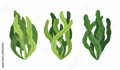 Spirulina seaweed botanical flat vector illustration isolated