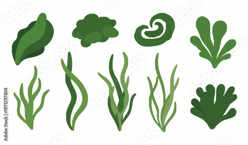 Green spirulina algae flat vector illustration set