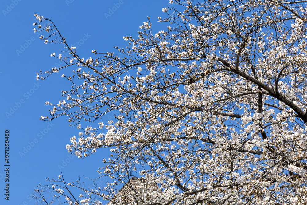 Obraz premium 都心散歩 桜満開の浜離宮