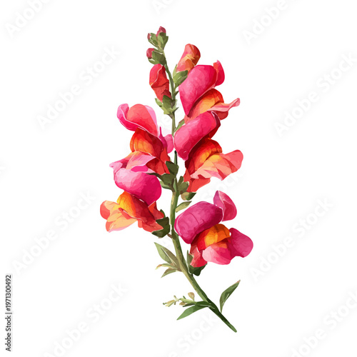 Quadro su tela Snapdragon Flower watercolor drawing vector, premium quality illustration on a clean white background