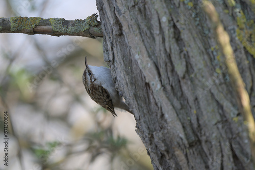 Eurasian Treecreeper climbing up a tree trunk