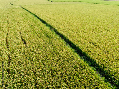Aerial View of Paddy Field from Dongshan Township, Yilan, Taiwan.