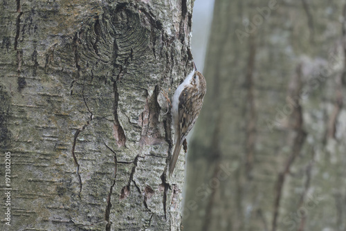 Eurasian Treecreeper climbing up a tree trunk