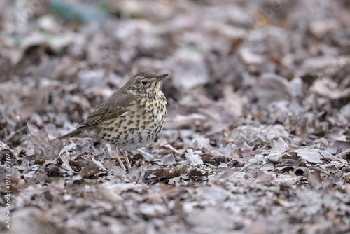 Song Thrush foraging on the ground
