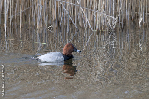 Common Pochard swiming amongst reed beds