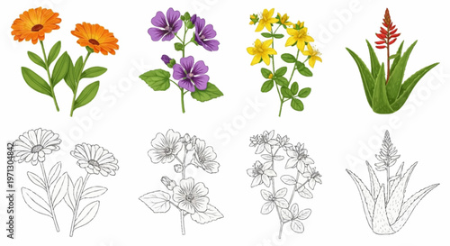 Botanical illustration set of medicinal plants featuring calendula, mallow, St. John's Wort, and aloe vera with both colored and black line art versions isolated on white background.