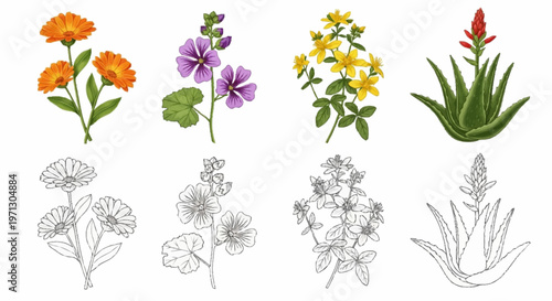 Set of botanical illustrations featuring medicinal plants: orange calendula, purple mallow, yellow St. John's wort, and aloe vera, provided in colored and line art outline styles.
