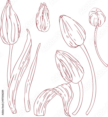 Set of vector tulip buds and leaves, freehand line drawing, scribbles, line art