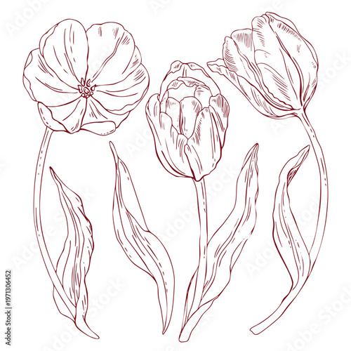 Set of vector tulips, freehand line drawing, scribbles, line art