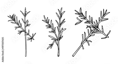 Rosemary set with black line art of a sprig of dried rosemary on white background featuring botanical, herb, rosemary with line art and illustration