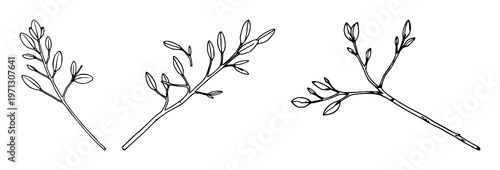 Eucalyptus branch set with black single line art design featuring eucalyptus leaf, branch, foliage with white background and botanical illustration