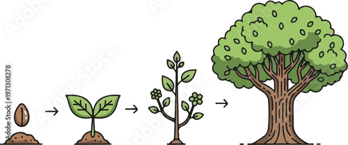The life cycle of a tree from seed to maturity