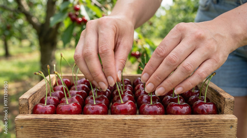 Hands arranging freshly picked cherries in wooden basket outdoors