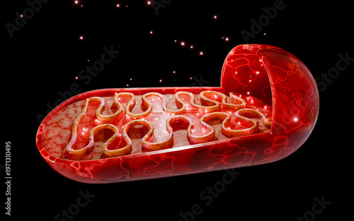 Mitochondria structure showing cellular energy production, ATP synthesis, and metabolic function inside human cells illustrating bioenergetics and cellular respiration processes in detail. 