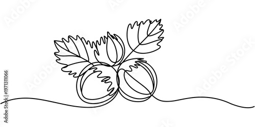 Hazelnuts with leaves drawn in continuous line in minimalism style, nut kernels, hazelnut fruits, in one line, one line art icon drawing vector