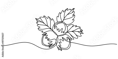 Hazelnuts with leaves drawn in continuous line in minimalism style, nut kernels, hazelnut fruits, in one line, one line art icon drawing vector