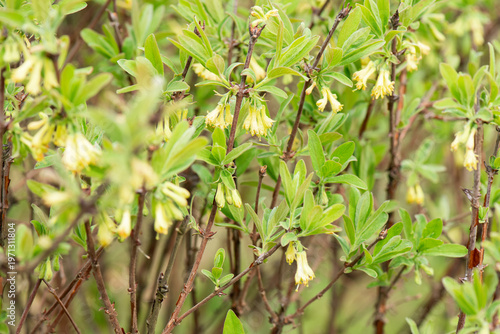 Honeysuckle with yellow flowers and young green leaves in spring.