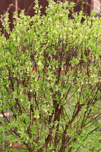 Blooming honeysuckle bush in a country house. Spring bloom.