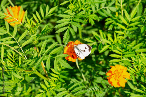 White cabbage butterfly on orange marigold flower, Pieris brassicae macro with natural green background