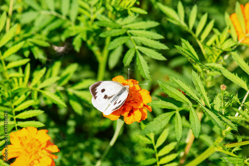 Butterfly on bright orange marigold, Pieris brassicae close up, garden pollination concept