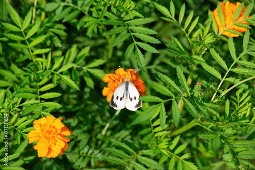 Large white butterfly (Pieris brassicae) on orange marigold flower, macro pollination in summer garden