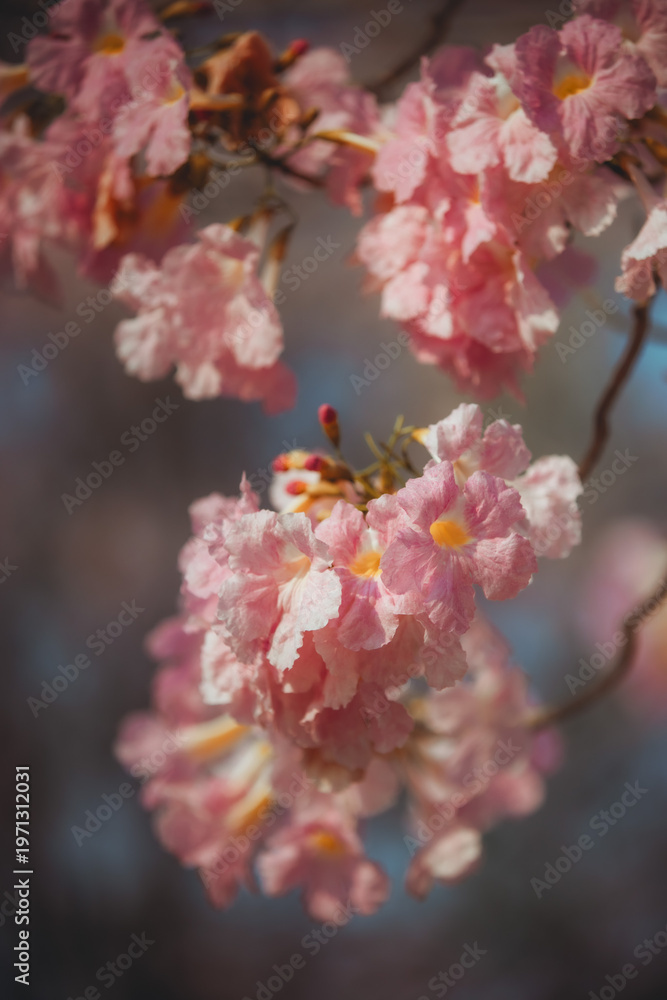 Naklejka premium pink flower