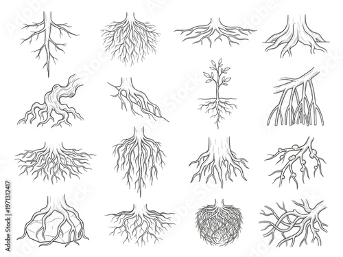 Botanical illustrations showcasing diverse plant root systems and their complex structures for educational and scientific purposes