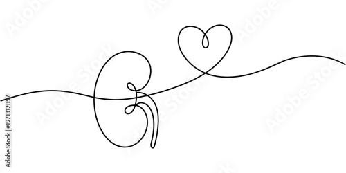 Single line drawing of human kidneys with heart symbol for health and love