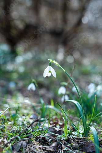 A small white flower blooms in a field of grass and dirt on a sunny day