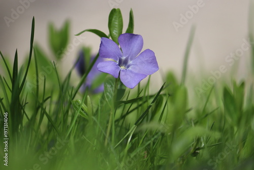 Flowering dwarf periwinkle (Vinca minor) plant with green foliage and blue flower in spring garden