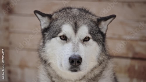 Spectacular Visual Portraying Serene Malamute Surrounded By Traditional Rustic Environment For Promotional Use