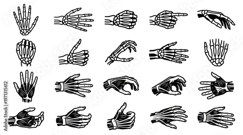 Medical Anatomy Human Hands: Skeletal  Muscular Black Line Art Vector Set