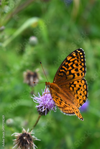 A butterfly in the garden, Sainte-Apolline, Québec, Canada