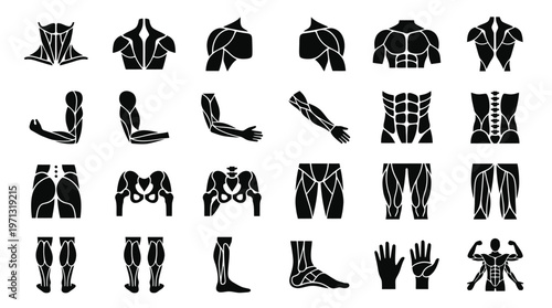 Medical Human Anatomy Muscles and Skeletal Body Parts Vector Glyph Icons Set