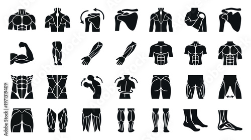 Human Body Anatomy Muscles and Joints Glyph Black White Icons for Fitness  Medical Design
