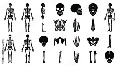 Medical Anatomy Human Skeleton System and Bone Body Parts Glyph Icons Set